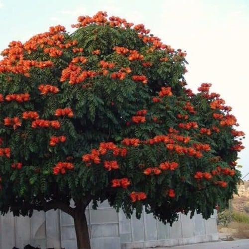 بذور الخزامي الإفريقي