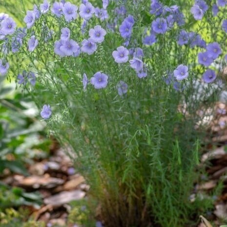 بذور الكتان