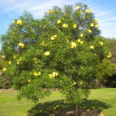 بذور التيفيتيا