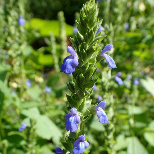 بذور المرامية الإسبانية | الشيا