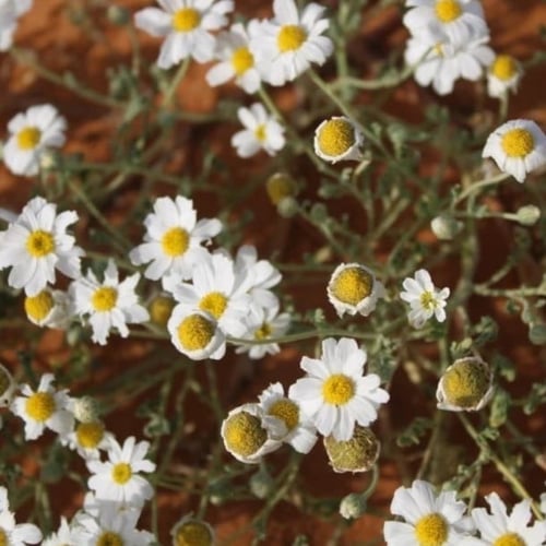 بذور القحويان