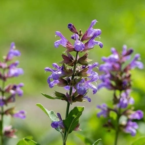 بذور المرامية | المريمية