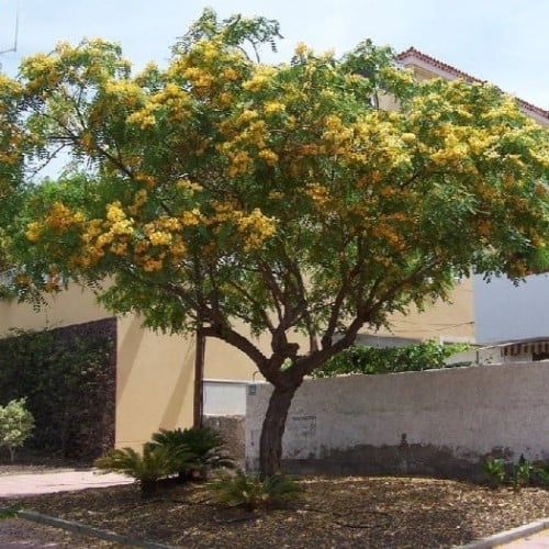 بذور الجاكراندا الصفراء تيبو - ابو المكارم
