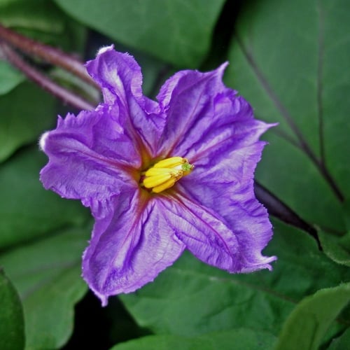 بذور الباذنجان