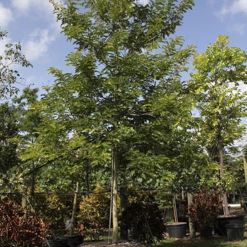 بذور الجاكراندا الصفراء تيبو - ابو المكارم