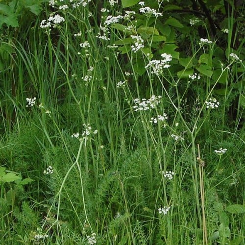 بذور الكراوية