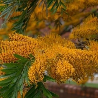 بذور البلوط الحريري