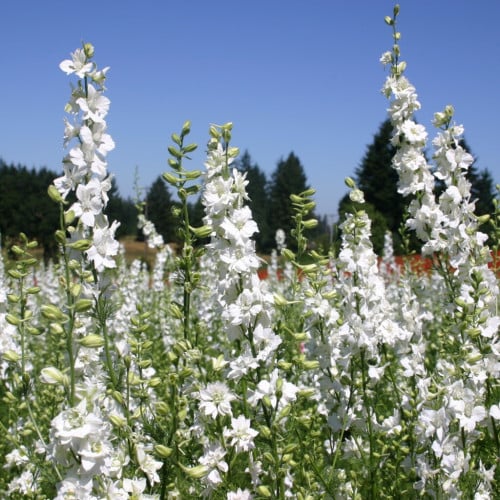 بذور العايق | أبيض