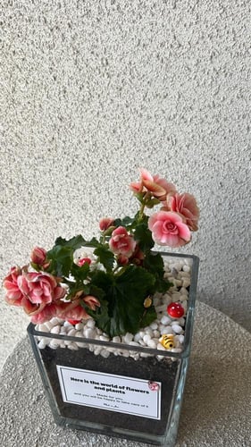 نبتة بتنسيق فاخر