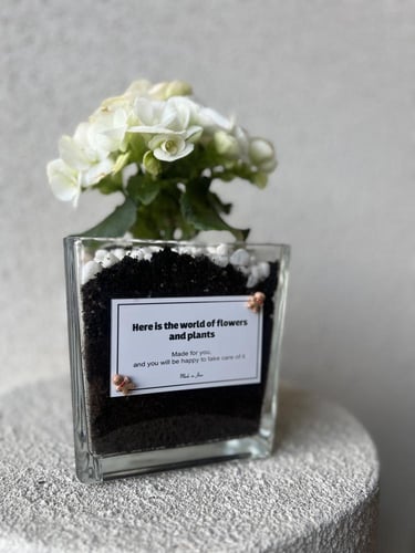 نبتة بتنسيق فاخر