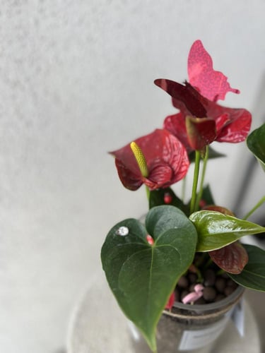 الانتوريوم