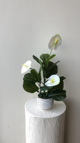 فازه كلاسيك