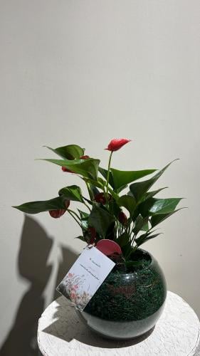 الانتوريوم