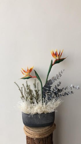 فازه كلاسيك