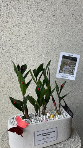 نبتة بتنسيق فاخر