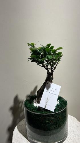 الغار الصيني