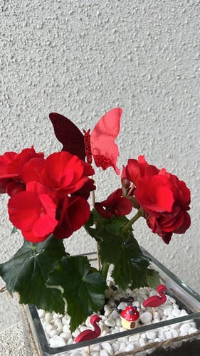 نبتة بتنسيق فاخر