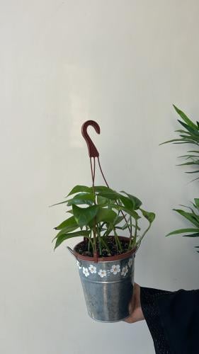 نبات بأصيص فاخر