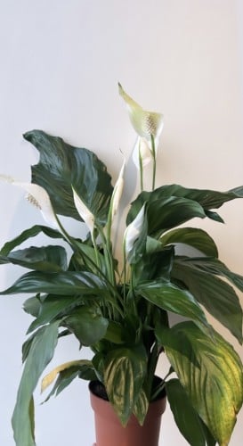 نبات زهرة القمر