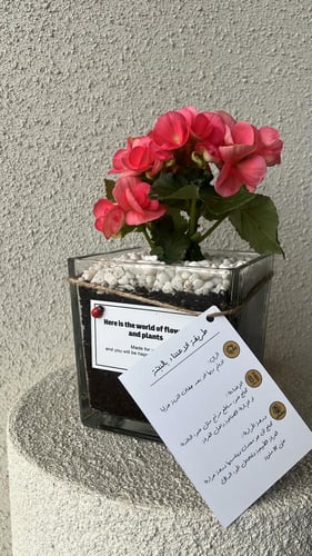 نبتة بتنسيق فاخر