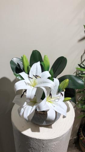 فازه كلاسيك