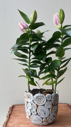 نبتة الكازا