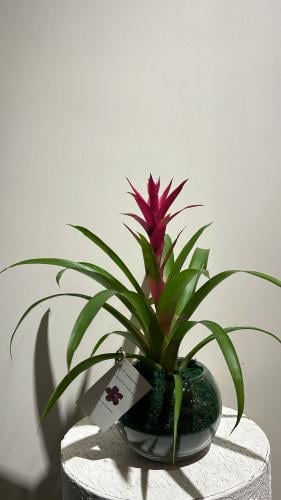 القوزمينيا