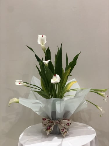 نبات الكالا بشكل فاخر