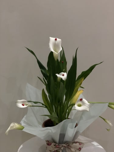 نبات الكالا بشكل فاخر