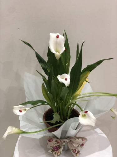 نبات الكالا بشكل فاخر