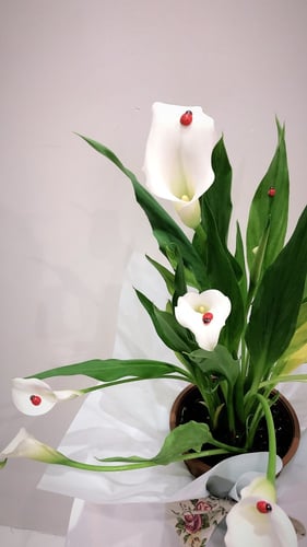 نبات الكالا بشكل فاخر