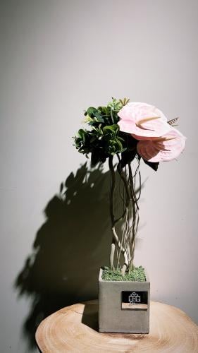 فازه كلاسيك