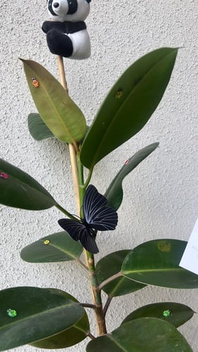 نبتة بتنسيق فاخر