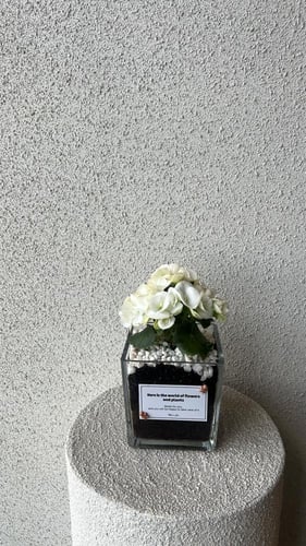 نبتة بتنسيق فاخر