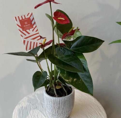 نبتة الانتوريوم بأصيص فاخر