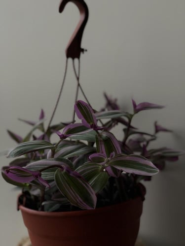 النبته العنكبوتيه