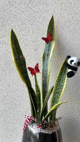 نبتة بتنسيق فاخر