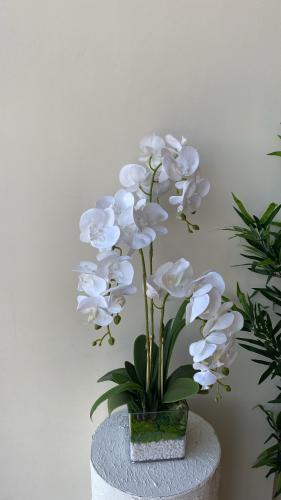 فازه كلاسيك