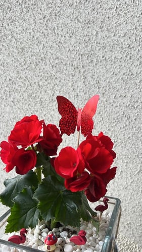 نبتة بتنسيق فاخر