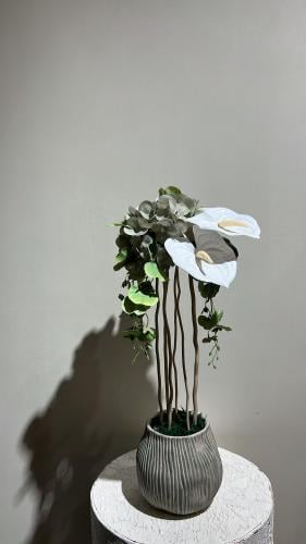 فازه كلاسيك