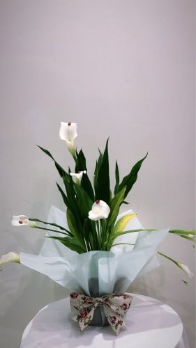 نبات الكالا بشكل فاخر