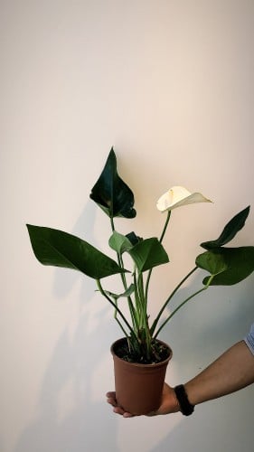 نبات انثوريوم