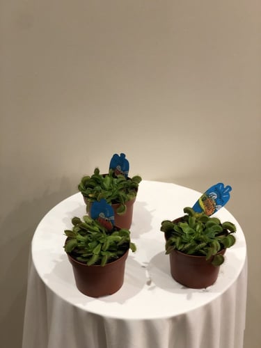 نبات مصيدة فينوس