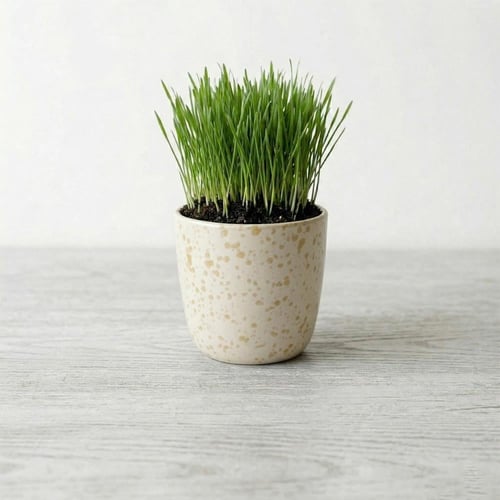 عشبة القمح العضوية للقطط