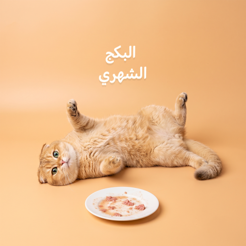 البكج الشهري | 81 منتج