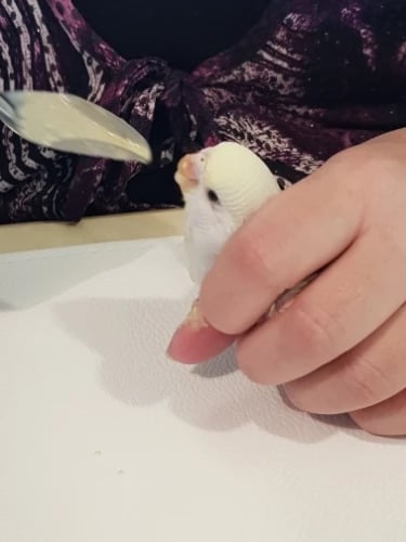 ملعقة اطعام طيور