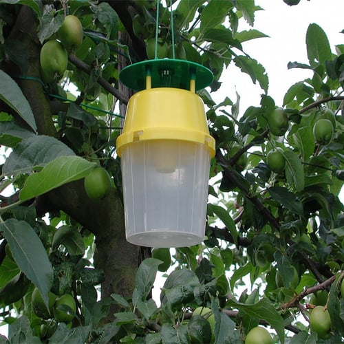 مصيدة وفيرمون ذبابة الفاكهة والزيتون