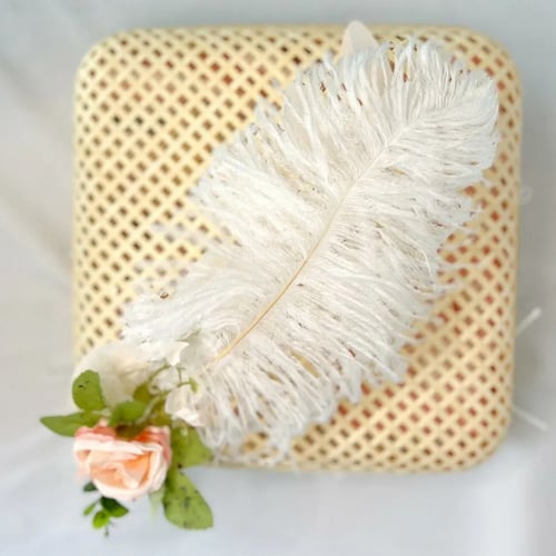 بوكس فرانسيس 2