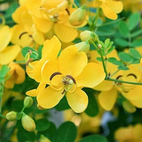 بذور كاسيا فستيولا - خيار شمبر ( Cassia fistula )