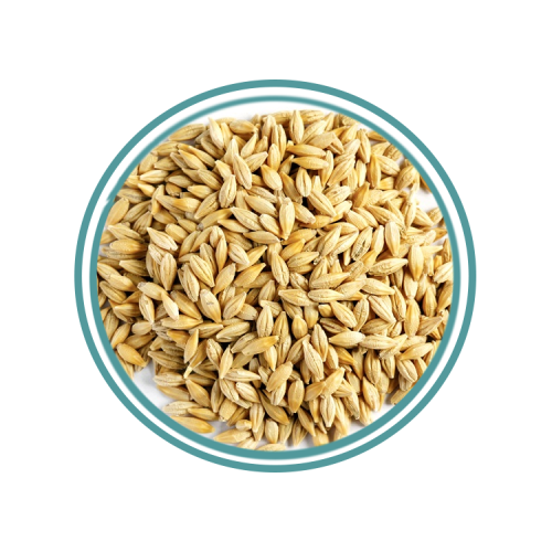 شعير بلدي حب 1كجم